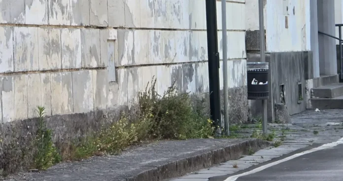 Portici soffocata dal degrado del verde pubblico. Lega e Forza Italia attaccano l’assessora Verde: “Inadeguata, il sindaco intervenga”