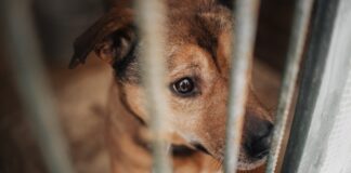 Scafati, dissequestrato il Canile Municipale: “Una seconda vita per la struttura, priorità al benessere degli animali”