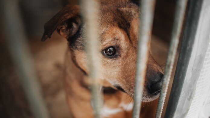 Scafati, dissequestrato il Canile Municipale: “Una seconda vita per la struttura, priorità al benessere degli animali”