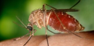 West Nile, quarto morto in Campania: è un 73enne di Maddaloni