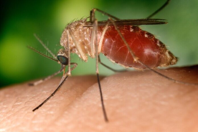 West Nile, quarto morto in Campania: è un 73enne di Maddaloni
