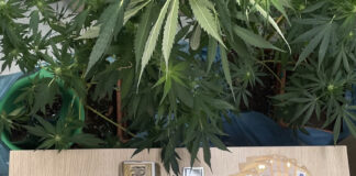 Forio d’Ischia, serra di marijuana in casa: arrestata una coppia di giovani pusher