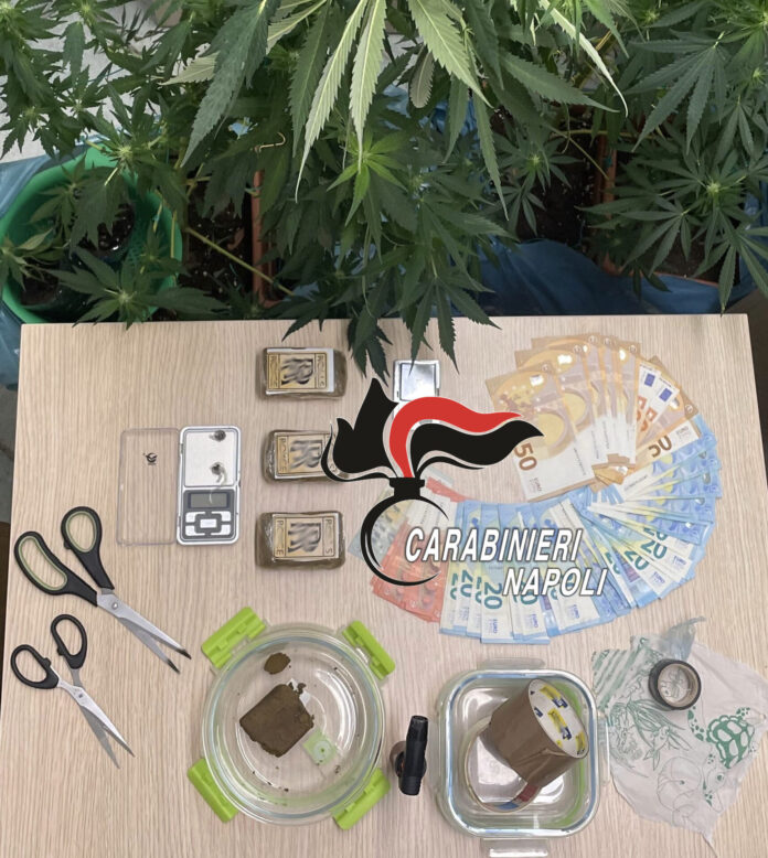 Forio d’Ischia, serra di marijuana in casa: arrestata una coppia di giovani pusher