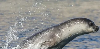 Ischia, 16 luglio: un evento per conoscere e proteggere la foca monaca nei mari della Campania