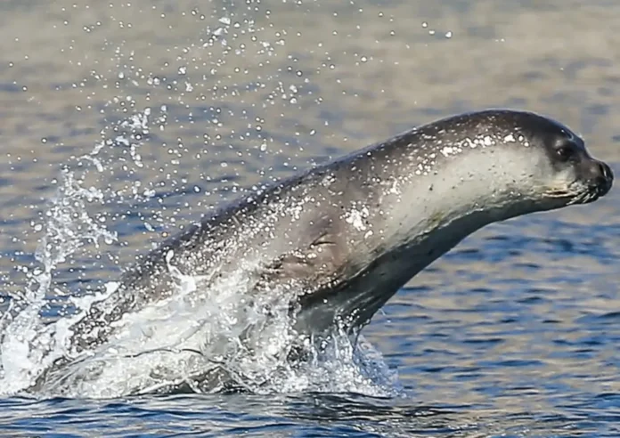 Ischia, 16 luglio: un evento per conoscere e proteggere la foca monaca nei mari della Campania