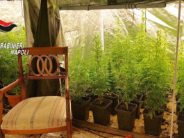 Marano di Napoli: scoperta serra hi-tech in una villa. Arrestato 63enne, sequestrate 98 piante di marijuana