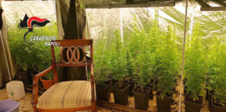 Marano di Napoli: scoperta serra hi-tech in una villa. Arrestato 63enne, sequestrate 98 piante di marijuana