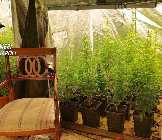 Marano di Napoli: scoperta serra hi-tech in una villa. Arrestato 63enne, sequestrate 98 piante di marijuana