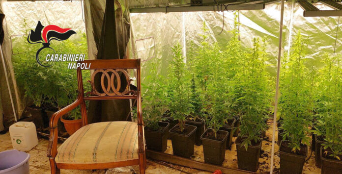 Marano di Napoli: scoperta serra hi-tech in una villa. Arrestato 63enne, sequestrate 98 piante di marijuana