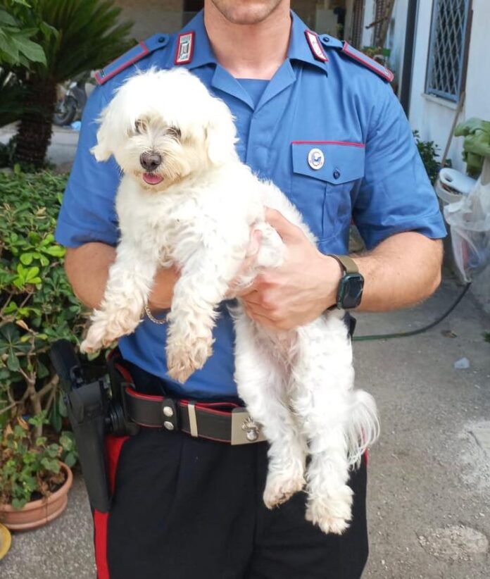Giugliano in Campania, “cane di ritorno” a Varcaturo: arrestato 16enne, denunciato il padre Giugliano in Campania, “cane di ritorno” a Varcaturo: arrestato 16enne, denunciato il padre