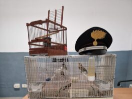 Bagnoli: Guardia Giurata denunciata per detenzione illegale di cardellini, sequestrati 5 esemplari