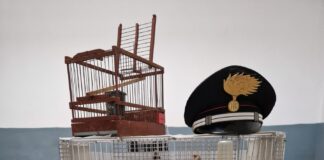 Bagnoli: Guardia Giurata denunciata per detenzione illegale di cardellini, sequestrati 5 esemplari