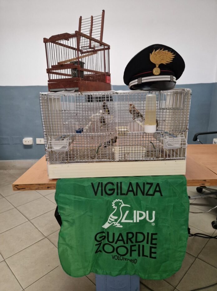 Bagnoli: Guardia Giurata denunciata per detenzione illegale di cardellini, sequestrati 5 esemplari