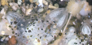 Scoperta nel Golfo di Napoli una nuova specie di ascidia: si muove sui fondali sabbiosi