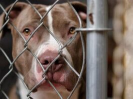 Casoria, aizza i pitbull contro i Carabinieri: 26enne finisce in carcere, ma i cani mordono lui