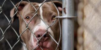 Casoria, aizza i pitbull contro i Carabinieri: 26enne finisce in carcere, ma i cani mordono lui