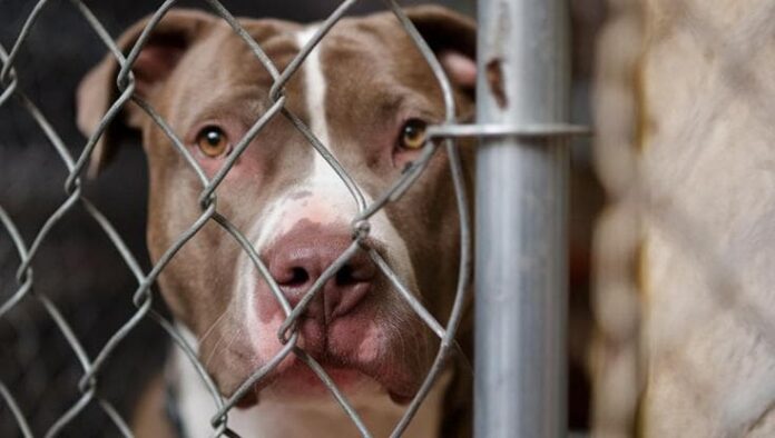 Casoria, aizza i pitbull contro i Carabinieri: 26enne finisce in carcere, ma i cani mordono lui