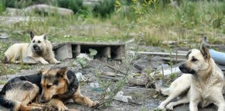 Vico Equense, cani randagi aggrediscono escursionisti sui sentieri dei Lattari: cinque animali recuperati