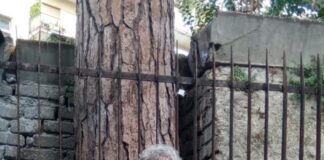 Abbattimento del pino secolare al Vomero: Carmine Attanasio, “dovete abbattere prima me”