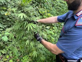Lettere, cannabis pronta per la raccolta