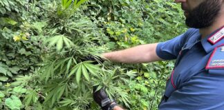 Lettere, cannabis pronta per la raccolta