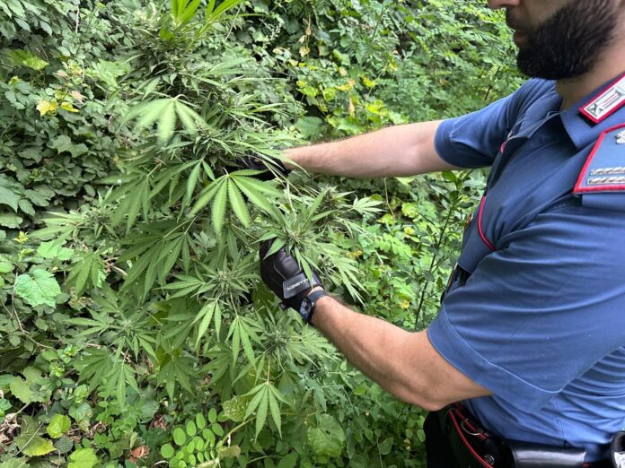 Lettere, cannabis pronta per la raccolta Lettere, cannabis pronta per la raccolta