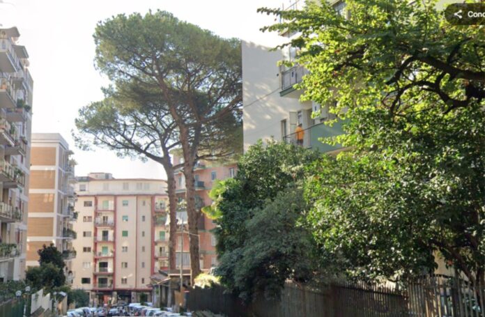 Pino Via Michelangelo Naccherino Napoli