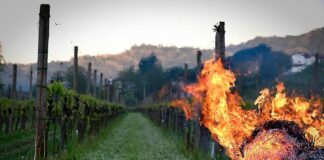 Terzigno, vigne in fumo: “Un pugno al cuore”