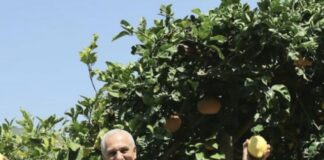 Limoneti d’Amalfi patrimonio agricolo di importanza globale, l’assessore regionale Caputo: un simbolo della nostra agricoltura eroica