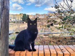 Ercolano, i gatti del Parco diventano “ufficiali”: registrata la colonia felina del sito archeologico