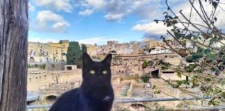 Ercolano, i gatti del Parco diventano “ufficiali”: registrata la colonia felina del sito archeologico