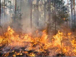 Emergenza incendi sul Vesuvio, a Torre del Greco attivato il Centro Operativo Comunale