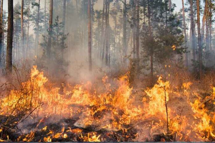 Emergenza incendi sul Vesuvio, a Torre del Greco attivato il Centro Operativo Comunale