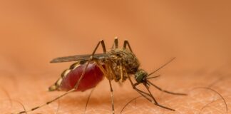 West Nile Virus, casi in aumento: 8 morti e 89 contagi confermati in Italia