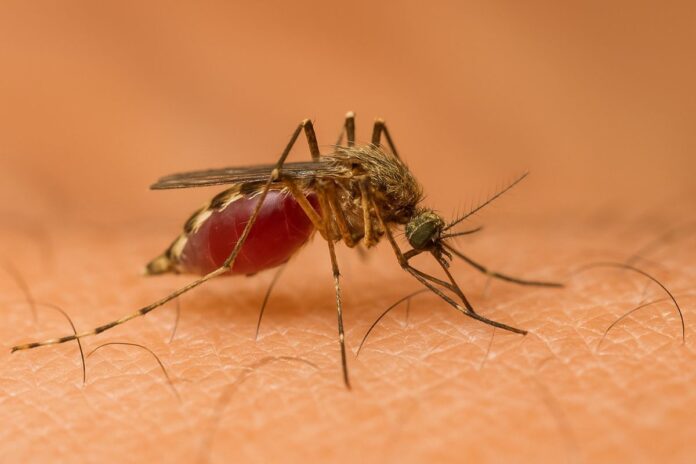 West Nile Virus, casi in aumento: 8 morti e 89 contagi confermati in Italia West Nile Virus, casi in aumento: 8 morti e 89 contagi confermati in Italia