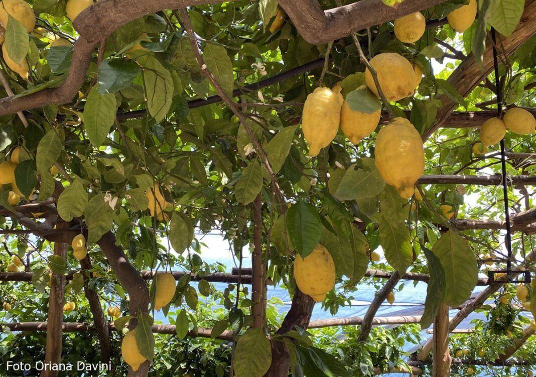 limoni-di-amalfi