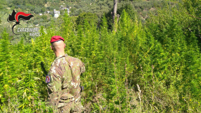 Castellammare e Gragnano, operazione “Continuum Bellum 3”: sequestri e un arresto Castellammare e Gragnano, operazione “Continuum Bellum 3”: sequestri e un arresto