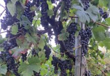 Una tre giorni da vivere all’insegna del divertimento, del buon vino, della cultura e del rispetto per la terra