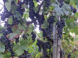 Una tre giorni da vivere all’insegna del divertimento, del buon vino, della cultura e del rispetto per la terra
