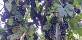 Una tre giorni da vivere all’insegna del divertimento, del buon vino, della cultura e del rispetto per la terra