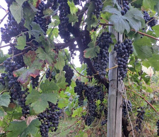 Una tre giorni da vivere all’insegna del divertimento, del buon vino, della cultura e del rispetto per la terra