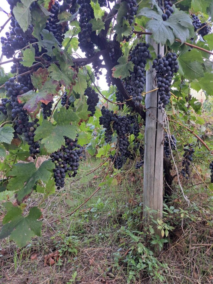 Una tre giorni da vivere all’insegna del divertimento, del buon vino, della cultura e del rispetto per la terra