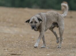 Monte Faito, emergenza animali vaganti: il Prefetto convoca una task force