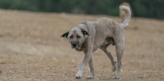 Monte Faito, emergenza animali vaganti: il Prefetto convoca una task force