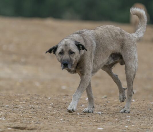 Monte Faito, emergenza animali vaganti: il Prefetto convoca una task force