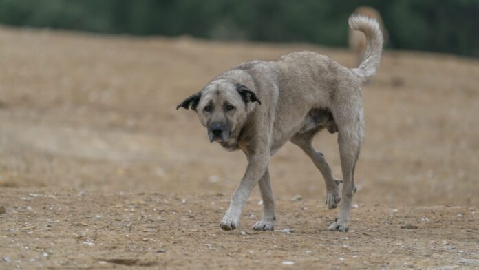 Monte Faito, emergenza animali vaganti: il Prefetto convoca una task force Monte Faito, emergenza animali vaganti: il Prefetto convoca una task force