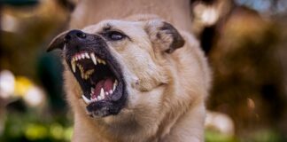 Caselle in Pittari, bimbo di 3 anni azzannato alla testa dal cane di famiglia