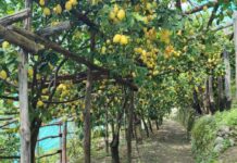 I limoni e i terrazzamenti di Amalfi celebrati come “Patrimonio Agricolo di Importanza Mondiale” I limoni e i terrazzamenti di Amalfi celebrati come “Patrimonio Agricolo di Importanza Mondiale”
