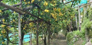 I limoni e i terrazzamenti di Amalfi celebrati come “Patrimonio Agricolo di Importanza Mondiale”