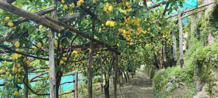 I limoni e i terrazzamenti di Amalfi celebrati come “Patrimonio Agricolo di Importanza Mondiale” I limoni e i terrazzamenti di Amalfi celebrati come “Patrimonio Agricolo di Importanza Mondiale”